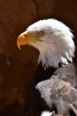 ÁGUILA CALVA