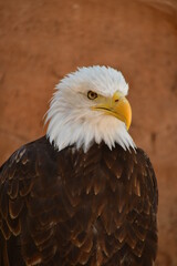 ÁGUILA CALVA