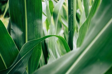 Green leaves of corn in the field.