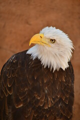 Obraz premium ÁGUILA CALVA