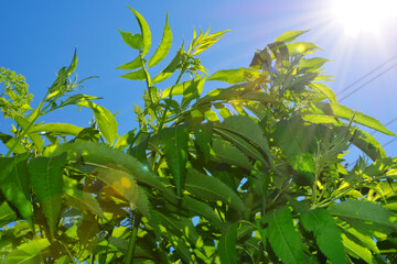 Ornamental shrub against the blue sky in the rays of the sun. Horizontal photo.