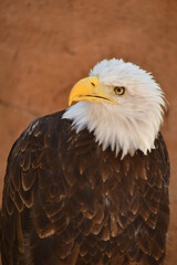 Fototapeta premium ÁGUILA CALVA