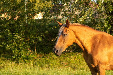 Brown horse headshot on a background of green leaves in summer farm