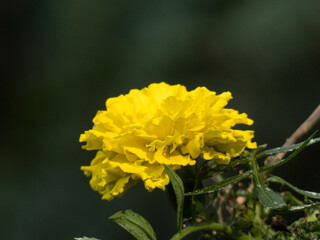 Marigold Flower