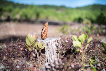 A young pine cone on an old stump. Felled forest on background