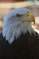 ÁGUILA CALVA