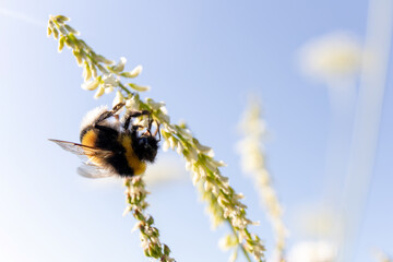 bumblebee collects nectar from a flower on a sunny day