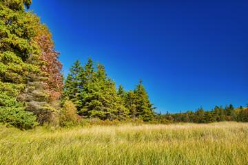 Beautiful forest of New England in foliage season, USA