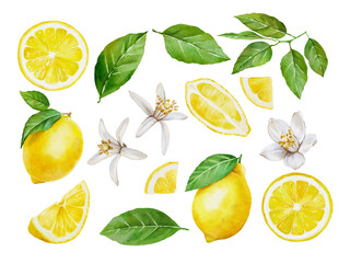 Watercolor banner of citrus fruits and leaves isolated on white background. Illustration for design wedding invitations, greeting cards, postcards.