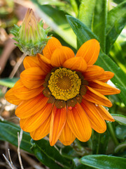 Yellow Gazania Flower in bloom in garden