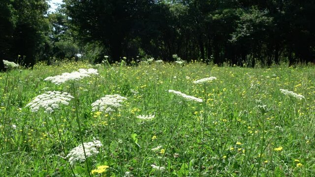 some elderberry flowers in a summer meadow	