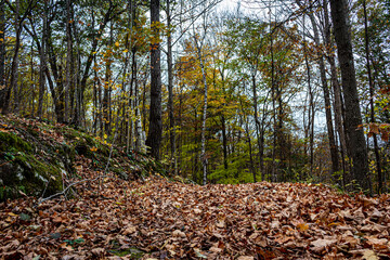 Colour nature photograph taken along the trails at Hell Holes Nature Trails in Napanee, Ontario Canada during a dry fall day.