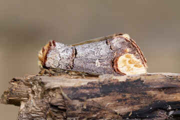 Buff Tip Moth, Phalera bucephala, Resting, Sitting On A Log Displaying Its Excellent Camouflage. Taken Blashford Lakes UK