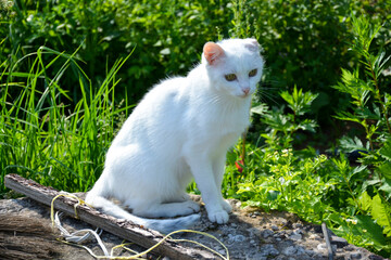 Naklejka na ściany i meble A white cat sits on the street in summer and looks away.