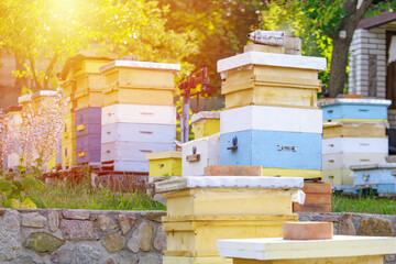 Sunset at the apiary. Honeybees in flight. Open the entrance to the yellow hive. Bees are returning from the honey collection. A lot of bees at the entrance to the hive