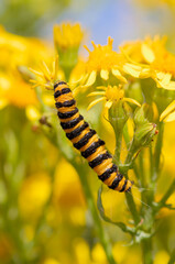 Cinnabar Moth Caterpillar, Tyria jacobaeae, Feeding On ITs Host Ragwort Plant, Jacobaea vulgaris. Taken at Stanpit Marsh UK