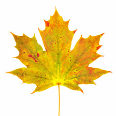 Large maple leaf fall colors on white