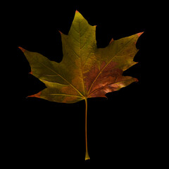 Colorful maple leaf