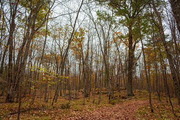 Colour nature photograph taken along the trails at Hell Holes Nature Trails in Napanee, Ontario Canada during a dry fall day.