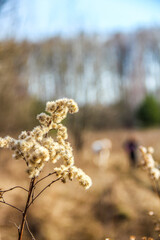 autumn leaves in the wind