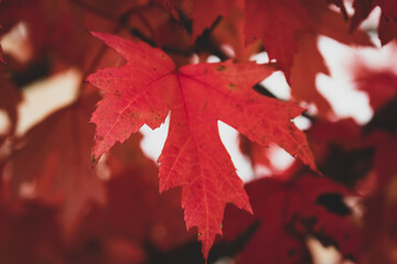 Colour nature photograph featuring a bright red maple leaf still on the branch taken along the trails at Hell Holes Nature Trails in Napanee, Ontario Canada during a dry fall day.