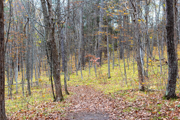 Fototapeta premium Colour nature photograph taken along the trails at Hell Holes Nature Trails in Napanee, Ontario Canada during a dry fall day.