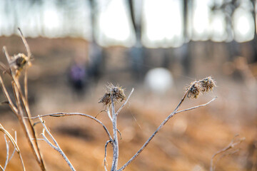 dry grass in the morning