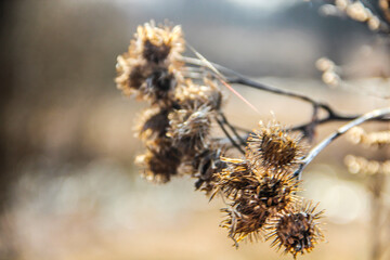 willow branches in spring