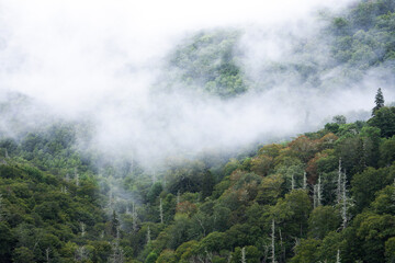 Misty Mountains with Evergreen and Deciduous Trees