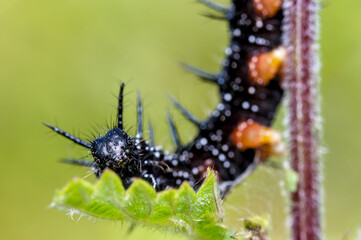 Macro Of A Peacock Butterfly Caterpillar, Aglais io, Feeding On A Stinging Nettle Leaf. Taken at Longham Lakes UK
