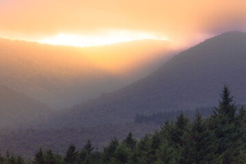Misty Mountain Sunset with Coniferous Tree