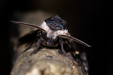Macro Head On Shot Of A Privet Hawk Moth, Sphinx ligustri, Sitting On A Piece Of Wood Displaying Its Long Antennae. Taken at Blashford Lakes UK