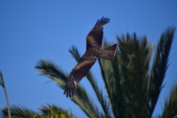 AVES VOLANDO