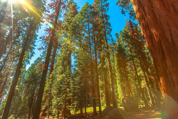 Fototapeta na wymiar Sequoia National Park forest in the Sierra Nevada in California, United States of America. Sequoia NP is famous for its large amount of giant sequoia trees, and the largest trees in the world.