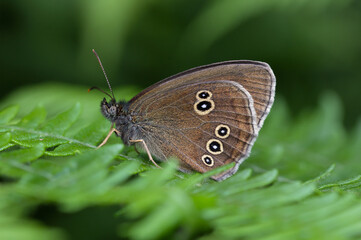 Close Up Of A Ringlet Butterfly, Aphantopus hyperantus, Resting, Sitting On A Fern Leaf. Taken in The New Forest UK