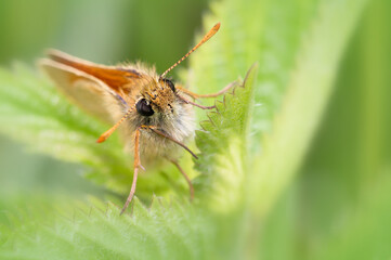 Macro Head On Shot Of A Small Skipper Butterfly, Thymelicus sylvestris, Resting, Sitting On A Bramble Leaf With A Diffuse Green Background. Taken at Stanpit Marsh UK