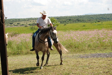 boy riding horse