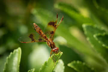 dragonfly on a leaf