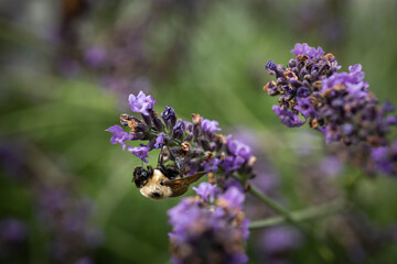 Macro of Bee on Lavender