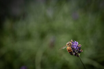 Macro of Bee on Lavender