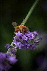 Macro of Bee on Lavender