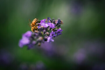 Macro of Bee on Lavender