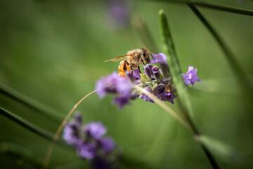 Macro of Bee on Lavender