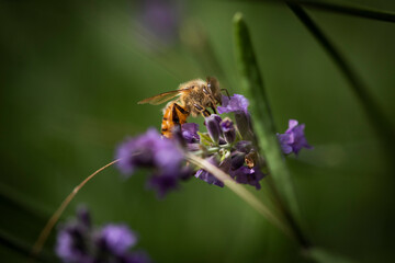 Macro of Bee on Lavender