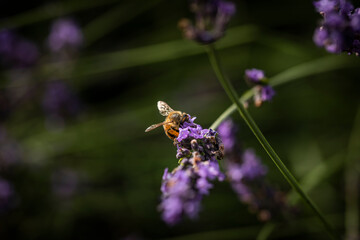 Macro of Bee on Lavender