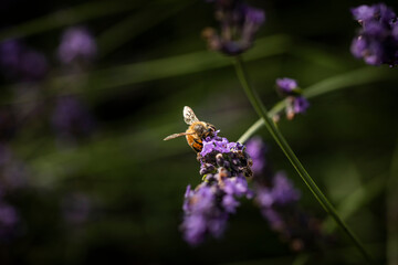 Macro of Bee on Lavender