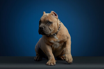 cachorro american bully color cafe, en sesion de fotos de estudio con diferentes poses y un fondo de color azul