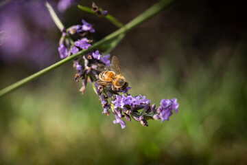 Macro of Bee on Lavender