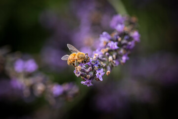 Macro of Bee on Lavender