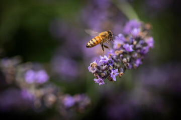 Macro of Bee on Lavender